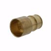 Picture of 1-1/4" F1960 Female Sweat Brass PEX Adapter, Bag of 8